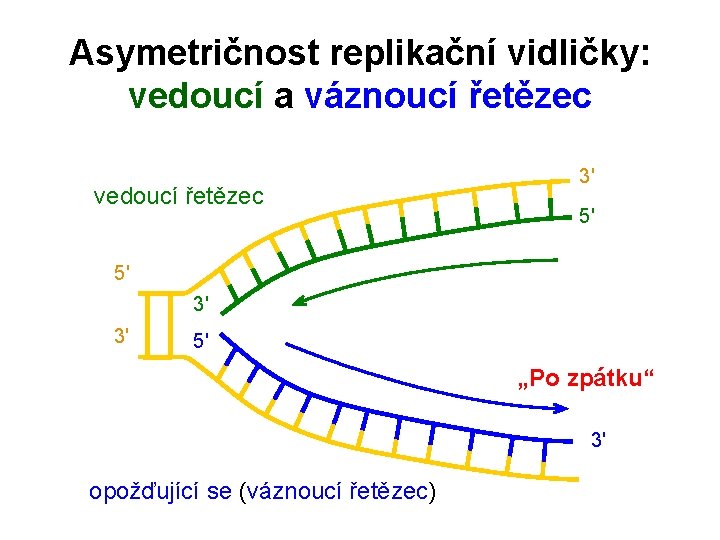 Asymetričnost replikační vidličky: vedoucí a váznoucí řetězec vedoucí řetězec 3' 5' 5' 3' 3'