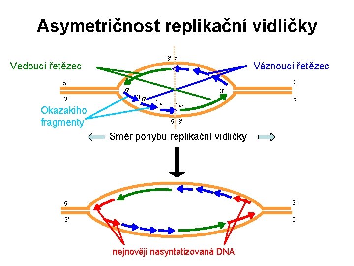 Asymetričnost replikační vidličky 3' 5' Vedoucí řetězec Váznoucí řetězec 3' 5' 5' 3' Okazakiho