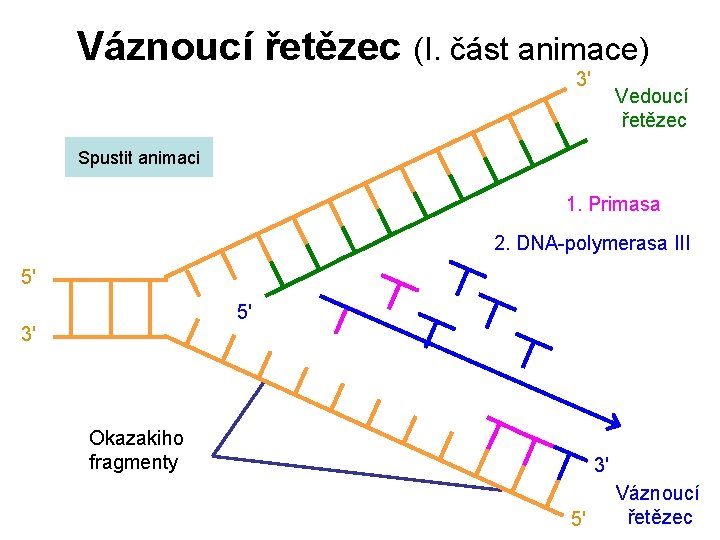 Váznoucí řetězec (I. část animace) 3' Vedoucí řetězec Spustit animaci 1. Primasa 2. DNA-polymerasa
