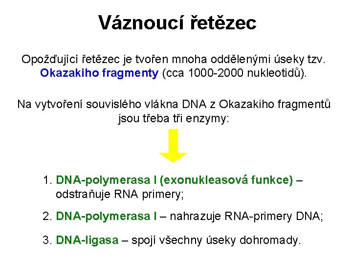 Váznoucí řetězec Opožďující řetězec je tvořen mnoha oddělenými úseky tzv. Okazakiho fragmenty (cca 1000