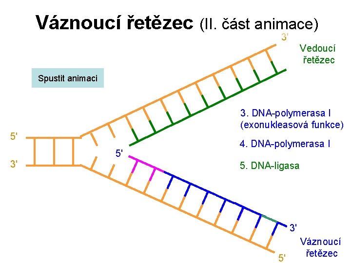 Váznoucí řetězec (II. část animace) 3' Vedoucí řetězec Spustit animaci 3. DNA-polymerasa I (exonukleasová