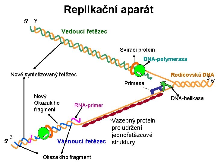 Replikační aparát 5' 3' Vedoucí řetězec Svírací protein DNA-polymerasa Nově syntetizovaný řetězec Primasa Nový