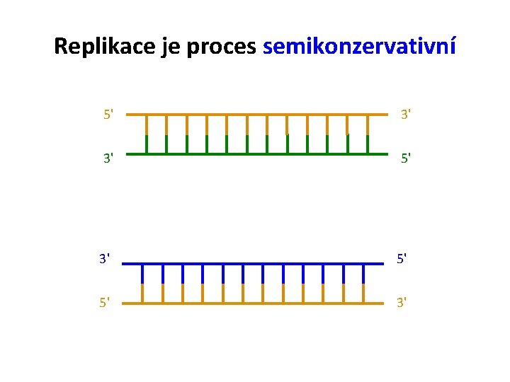 Replikace je proces semikonzervativní 5' 3' 3' 5' 5' 3' 