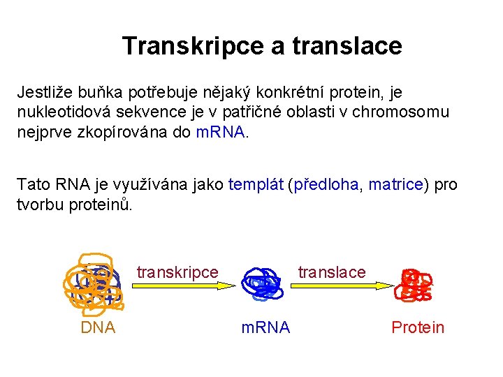 Transkripce a translace Jestliže buňka potřebuje nějaký konkrétní protein, je nukleotidová sekvence je v