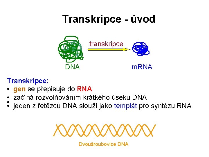 Transkripce - úvod transkripce DNA m. RNA Transkripce: • gen se přepisuje do RNA