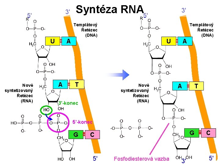 3' 5' Syntéza RNA 5' 3' Templátový Řetězec (DNA) U Nově syntetizovaný Řetězec (RNA)