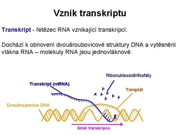 Vznik transkriptu Transkript - řetězec RNA vznikající transkripcí. Dochází k obnovení dvoušroubovicové struktury DNA