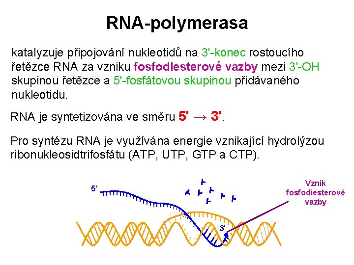 RNA-polymerasa katalyzuje připojování nukleotidů na 3'-konec rostoucího řetězce RNA za vzniku fosfodiesterové vazby mezi