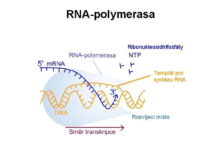 RNA-polymerasa Ribonukleosidtrifosfáty Templát pro syntézu RNA Rozvíjecí místo 