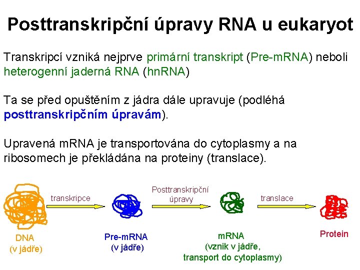 Posttranskripční úpravy RNA u eukaryot Transkripcí vzniká nejprve primární transkript (Pre-m. RNA) neboli heterogenní