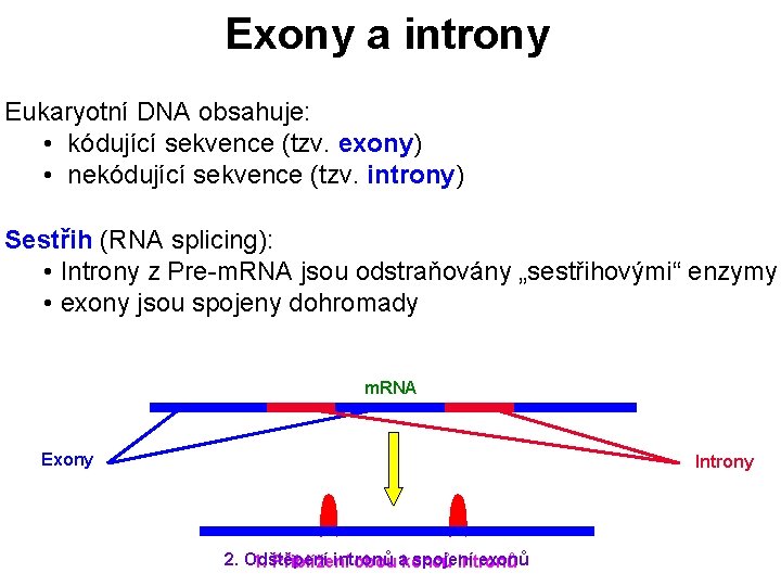 Exony a introny Eukaryotní DNA obsahuje: • kódující sekvence (tzv. exony) • nekódující sekvence