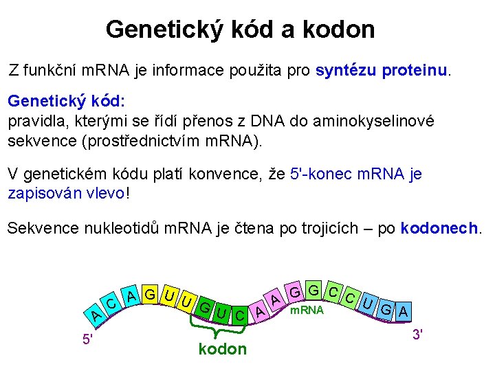 Genetický kód a kodon Z funkční m. RNA je informace použita pro syntézu proteinu.