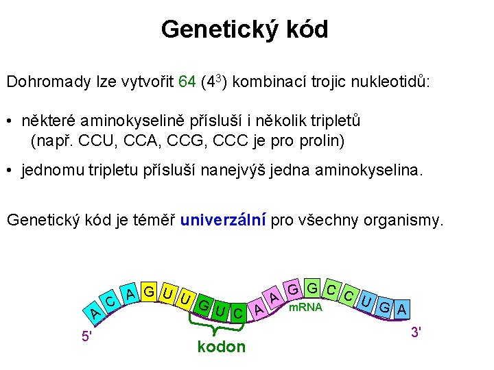Genetický kód Dohromady lze vytvořit 64 (43) kombinací trojic nukleotidů: • některé aminokyselině přísluší