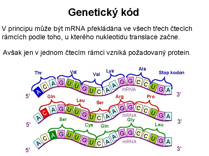 Genetický kód V principu může být m. RNA překládána ve všech třech čtecích rámcích