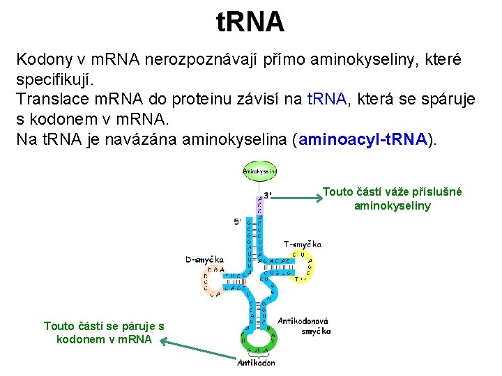 t. RNA Kodony v m. RNA nerozpoznávají přímo aminokyseliny, které specifikují. Translace m. RNA