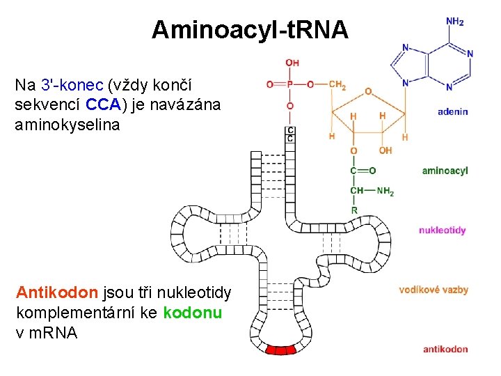 Aminoacyl-t. RNA Na 3'-konec (vždy končí sekvencí CCA) je navázána aminokyselina Antikodon jsou tři