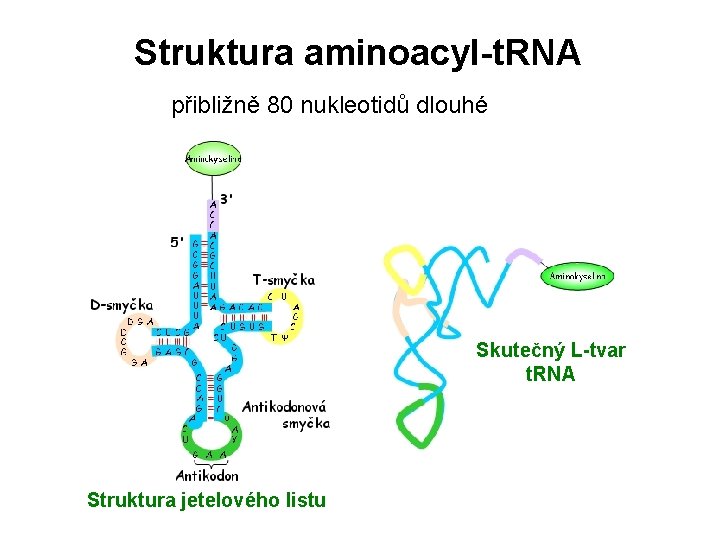 Struktura aminoacyl-t. RNA přibližně 80 nukleotidů dlouhé Skutečný L-tvar t. RNA Struktura jetelového listu