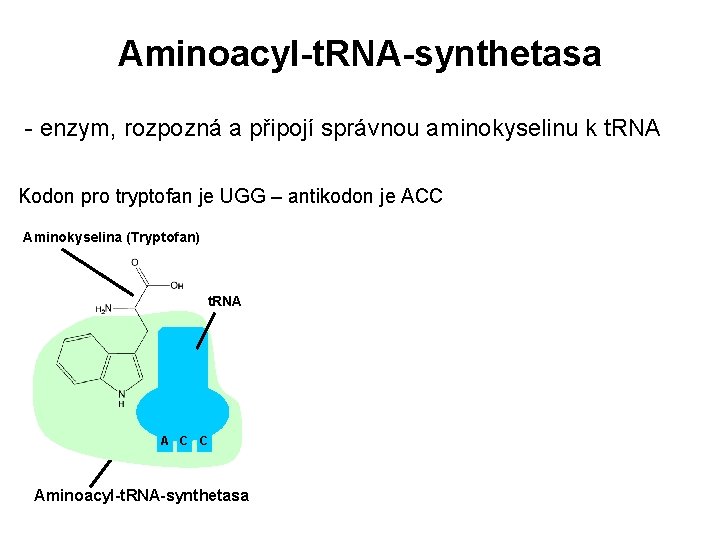 Aminoacyl-t. RNA-synthetasa - enzym, rozpozná a připojí správnou aminokyselinu k t. RNA Kodon pro