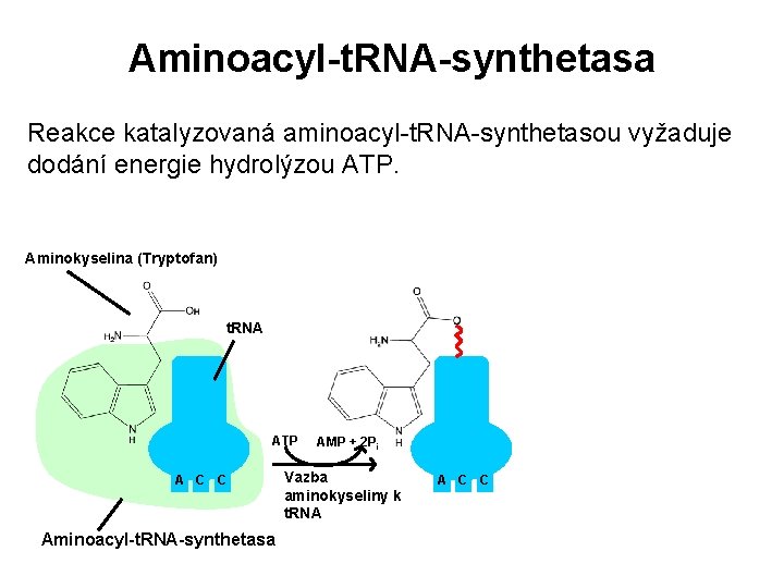 Aminoacyl-t. RNA-synthetasa Reakce katalyzovaná aminoacyl-t. RNA-synthetasou vyžaduje dodání energie hydrolýzou ATP. Aminokyselina (Tryptofan) t.
