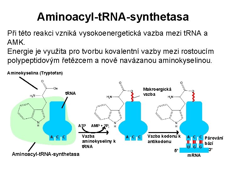 Aminoacyl-t. RNA-synthetasa Při této reakci vzniká vysokoenergetická vazba mezi t. RNA a AMK. Energie