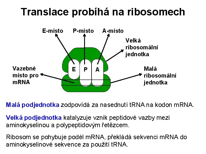 Translace probíhá na ribosomech E-místo P-místo A-místo Velká ribosomální jednotka Vazebné místo pro m.