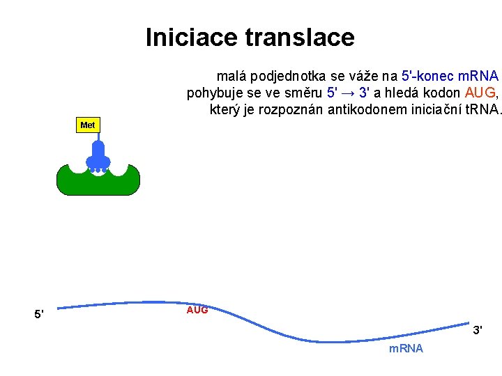 Iniciace translace malá podjednotka se váže na 5'-konec m. RNA pohybuje se ve směru