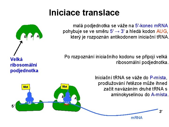 Iniciace translace E P A malá podjednotka se váže na 5'-konec m. RNA pohybuje