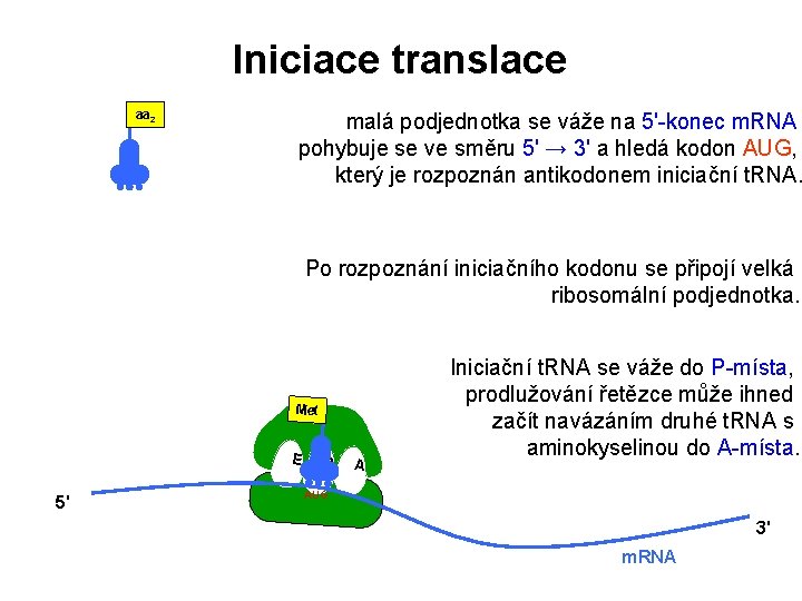 Iniciace translace aa 2 malá podjednotka se váže na 5'-konec m. RNA pohybuje se