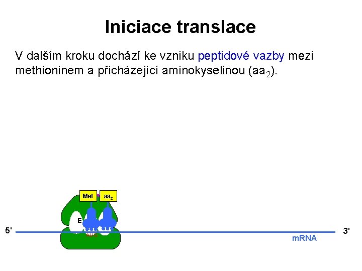 Iniciace translace V dalším kroku dochází ke vzniku peptidové vazby mezi methioninem a přicházející