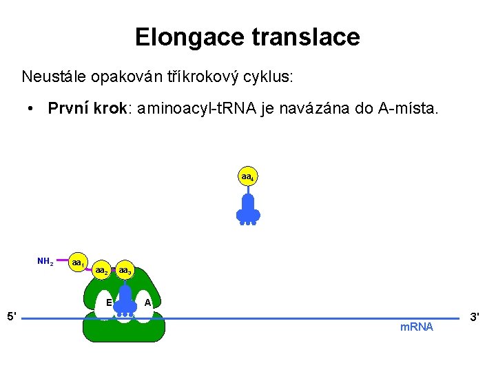 Elongace translace Neustále opakován tříkrokový cyklus: • První krok: aminoacyl-t. RNA je navázána do