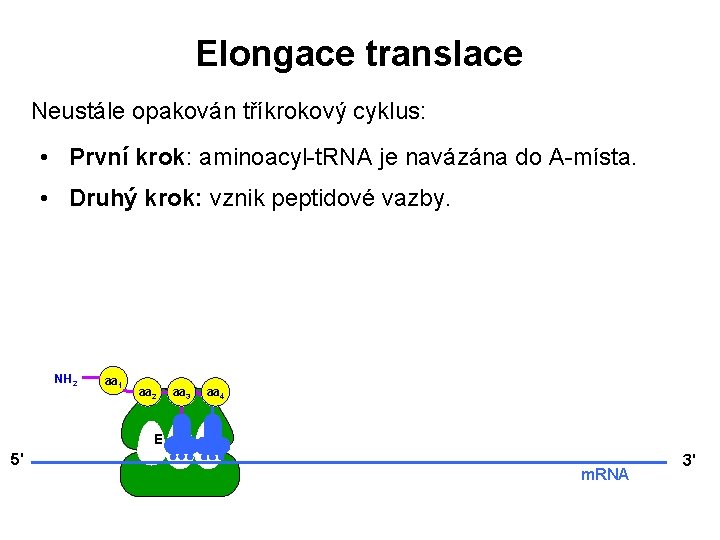 Elongace translace Neustále opakován tříkrokový cyklus: • První krok: aminoacyl-t. RNA je navázána do