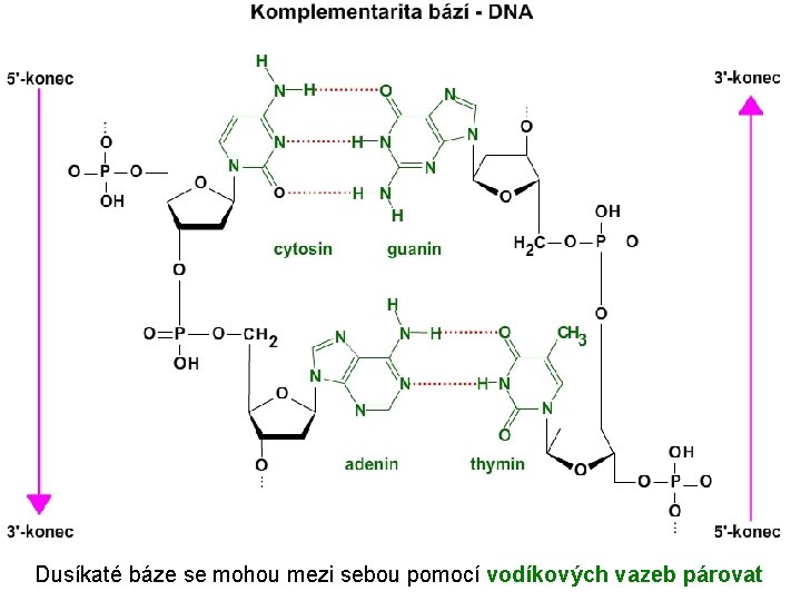 Dusíkaté báze se mohou mezi sebou pomocí vodíkových vazeb párovat 