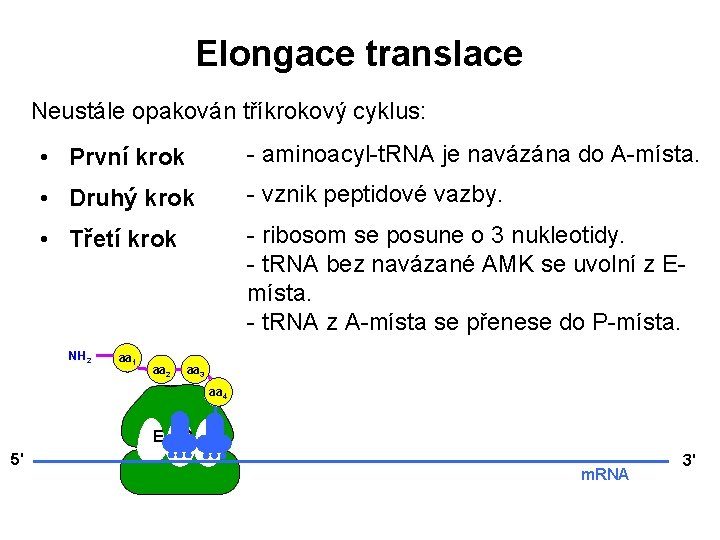 Elongace translace Neustále opakován tříkrokový cyklus: • První krok - aminoacyl-t. RNA je navázána