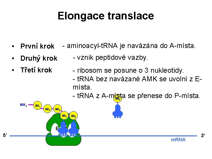 Elongace translace - aminoacyl-t. RNA je navázána do A-místa. • První krok • Druhý