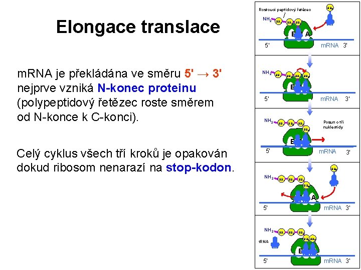 Rostoucí peptidový řetězec Elongace translace NH 2 aa 1 aa 2 aa 3 EPA