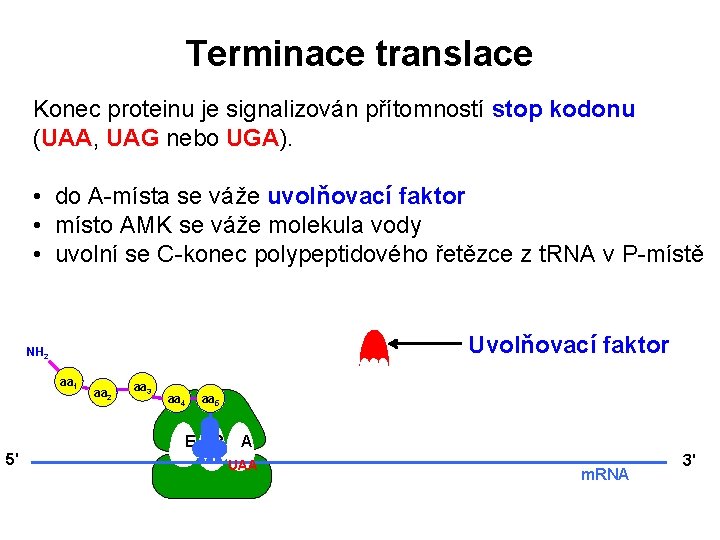 Terminace translace Konec proteinu je signalizován přítomností stop kodonu (UAA, UAG nebo UGA). •