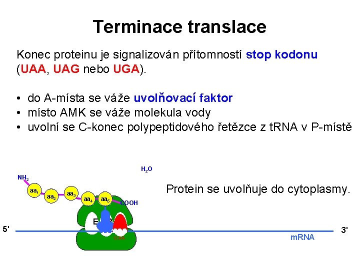 Terminace translace Konec proteinu je signalizován přítomností stop kodonu (UAA, UAG nebo UGA). •