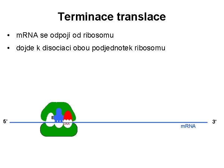 Terminace translace • m. RNA se odpojí od ribosomu • dojde k disociaci obou