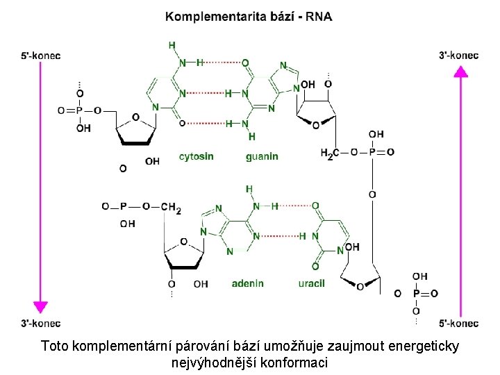 Toto komplementární párování bází umožňuje zaujmout energeticky nejvýhodnější konformaci 