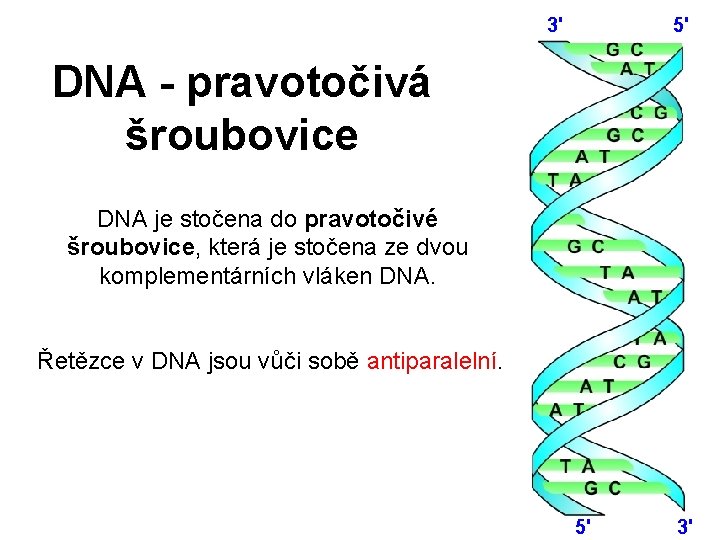 3' 5' DNA - pravotočivá šroubovice DNA je stočena do pravotočivé šroubovice, která je