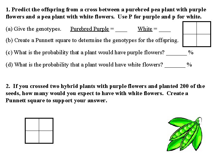 1. Predict the offspring from a cross between a purebred pea plant with purple