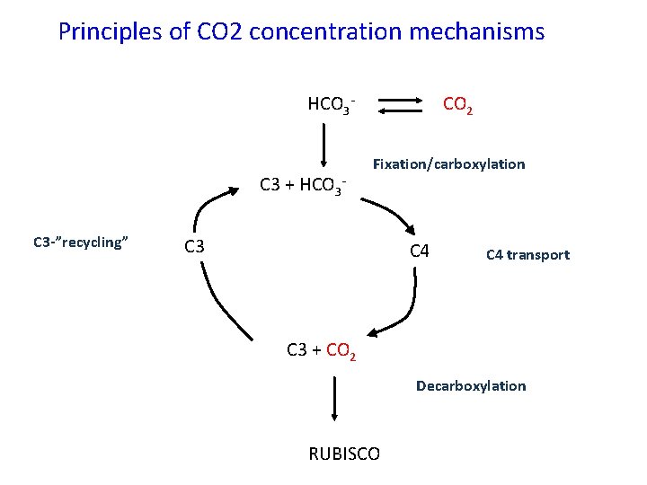 Principles of CO 2 concentration mechanisms HCO 3 - C 3 + HCO 3