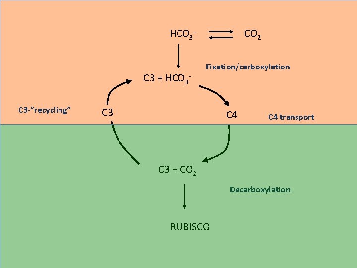 HCO 3 - C 3 + HCO 3 C 3 -”recycling” CO 2 Fixation/carboxylation
