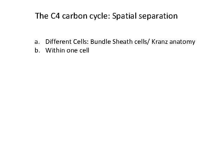 The C 4 carbon cycle: Spatial separation a. Different Cells: Bundle Sheath cells/ Kranz