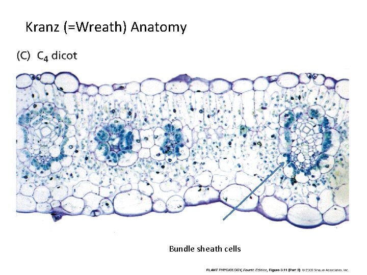 Kranz (=Wreath) Anatomy Bundle sheath cells 