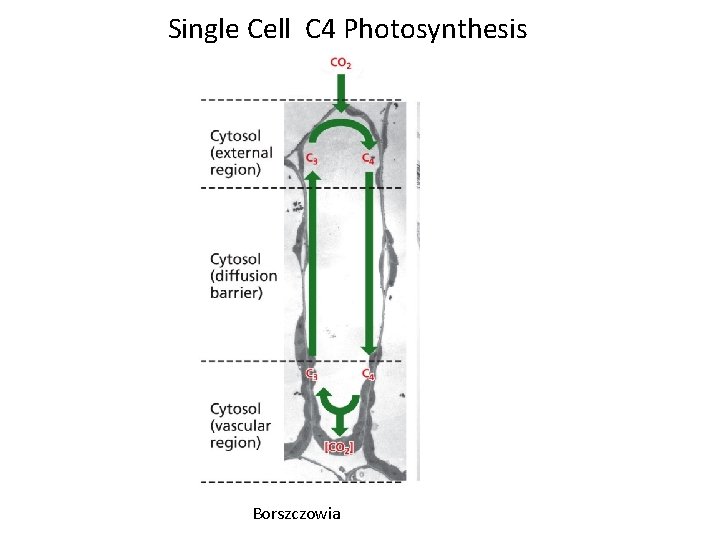 Single Cell C 4 Photosynthesis (V Borszczowia 