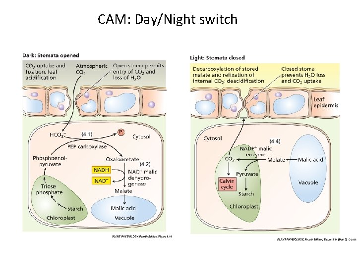 CAM: Day/Night switch 