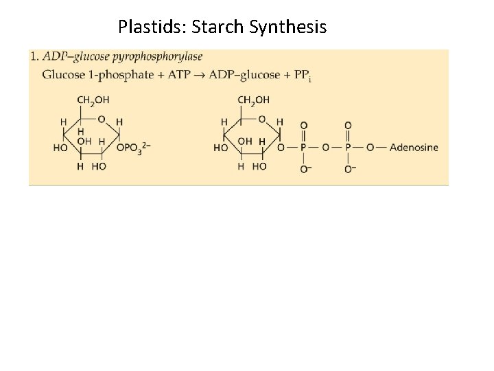 Plastids: Starch Synthesis 