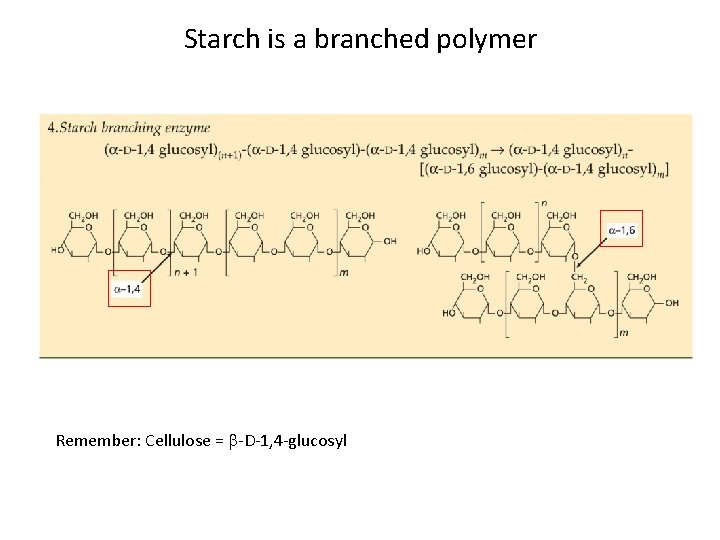 Starch is a branched polymer Remember: Cellulose = b-D-1, 4 -glucosyl 