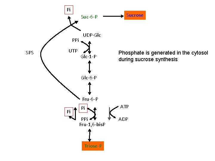 Pi Suc-6 -P PPi SPS UTP Sucrose UDP-Glc Glc-1 -P Phosphate is generated in